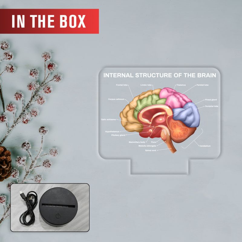 3D Illusion Internal Structure of The Brain LED Lamp, Anatomical Brain Model Light with Warm White Light Black Base, Educational Medical Decor Science Student & Doctor Clinic Decor